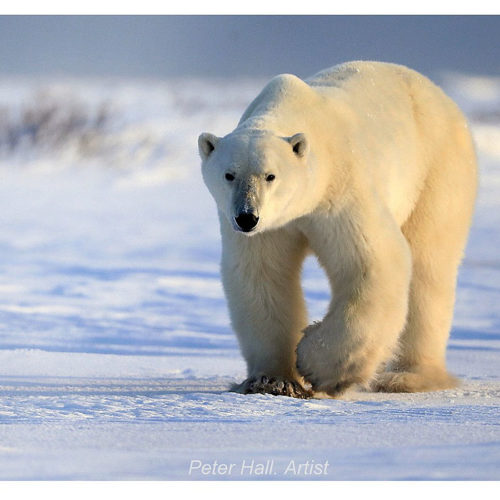 Fall Polar Bear Safari Photo Album | Churchill Wild