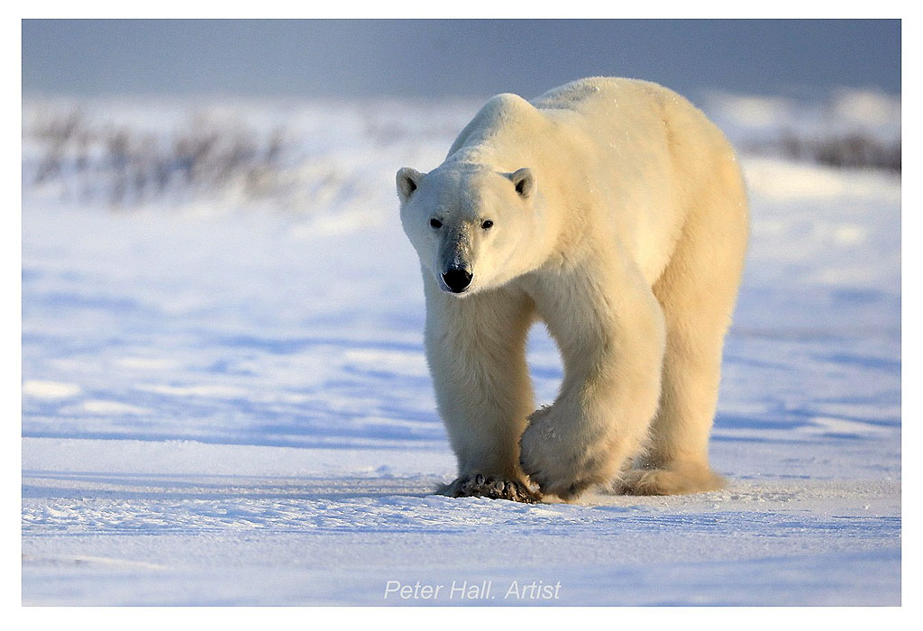 First polar bear for Peter. Polar Bear Photo Safari. Nanuk Polar Bear Lodge. Peter Hall photo.