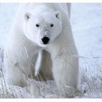 Hungry polar bear. Nanuk Polar Bear Lodge. Peter Hall photo.