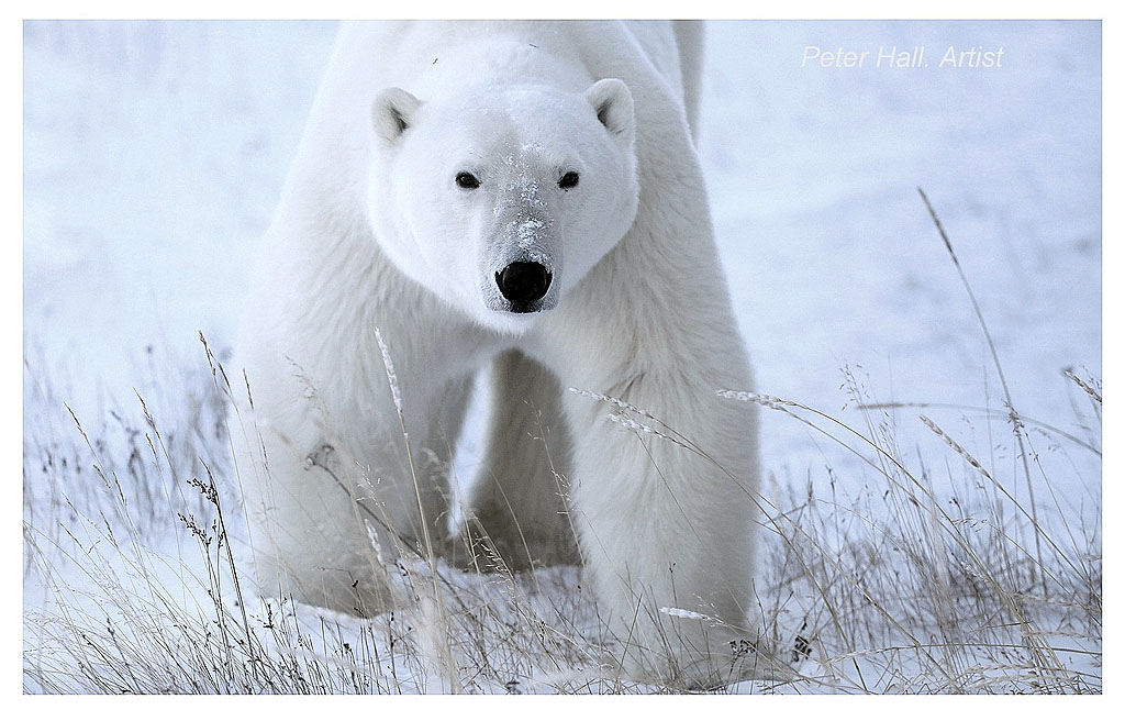 Hungry polar bear. Nanuk Polar Bear Lodge. Peter Hall photo.