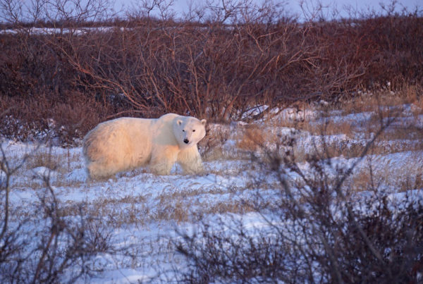 Polar bear at dawn. Seal River Heritage Lodge. Vanessa Desorcy photo.