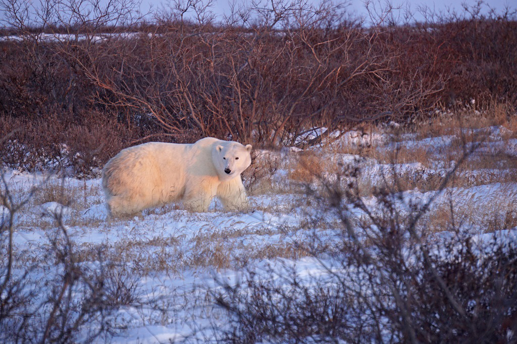 Polar bear at dawn. Seal River Heritage Lodge. Vanessa Desorcy photo.
