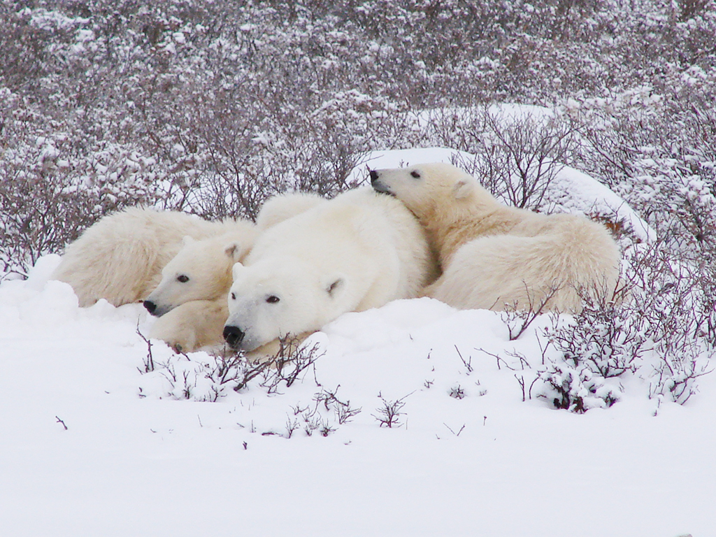 Polar bear mom and cubs cuddling in a bed of snow. Dymond Lake Ecolodge. Graham Copping photo.
