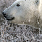 Polar bear close-up. Polar Bear Photo Safari. Nanuk Polar Bear Lodge. Marielena Smith photo. Epic7 Travel.