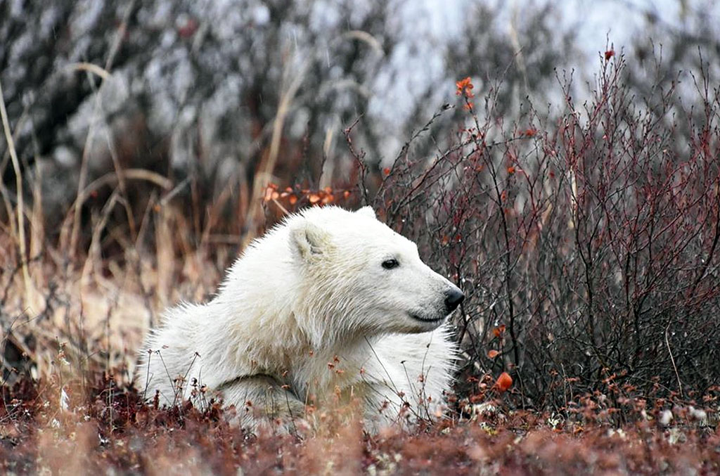 Polar bear cub. Dymond Lake Ecolodge. Great Ice Bear Adventure. Allison Francoeur photo.