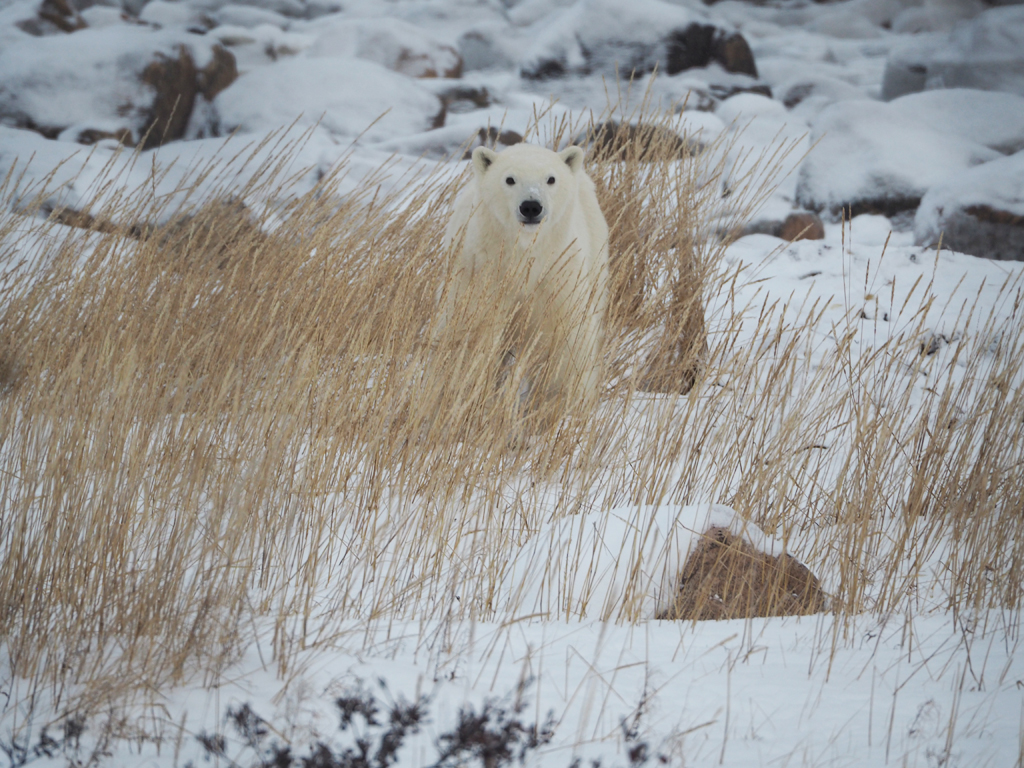 Polar bear cub in the willows. Seal River Heritage Lodge. Jen Alcorn photo.