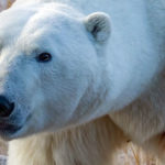 Polar bear focus. Polar Bear Photo Safari. Seal River Heritage Lodge. Rob Julien photo.