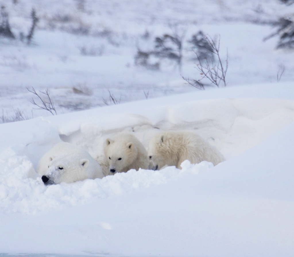 Polar bear family on the Great Ice Bear Adventure. Eduard Planting photo.