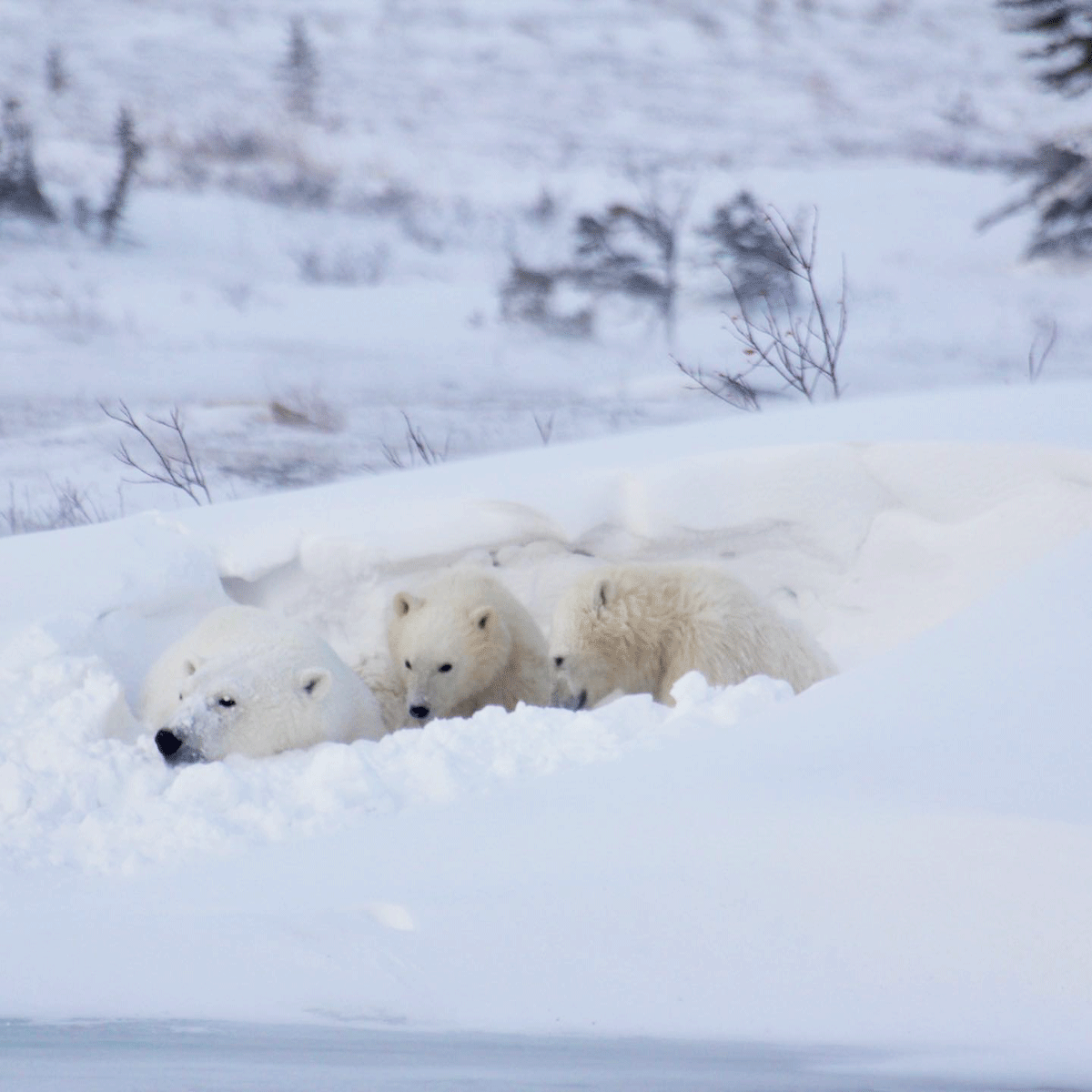 Polar bear family. Great Ice Bear Adventure. Dymond Lake Ecolodge. Eduard Planting photo.