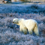 Blue bear beautiful. Fall Dual Lodge Safari. Churchill Wild. Rob Juilen photo.