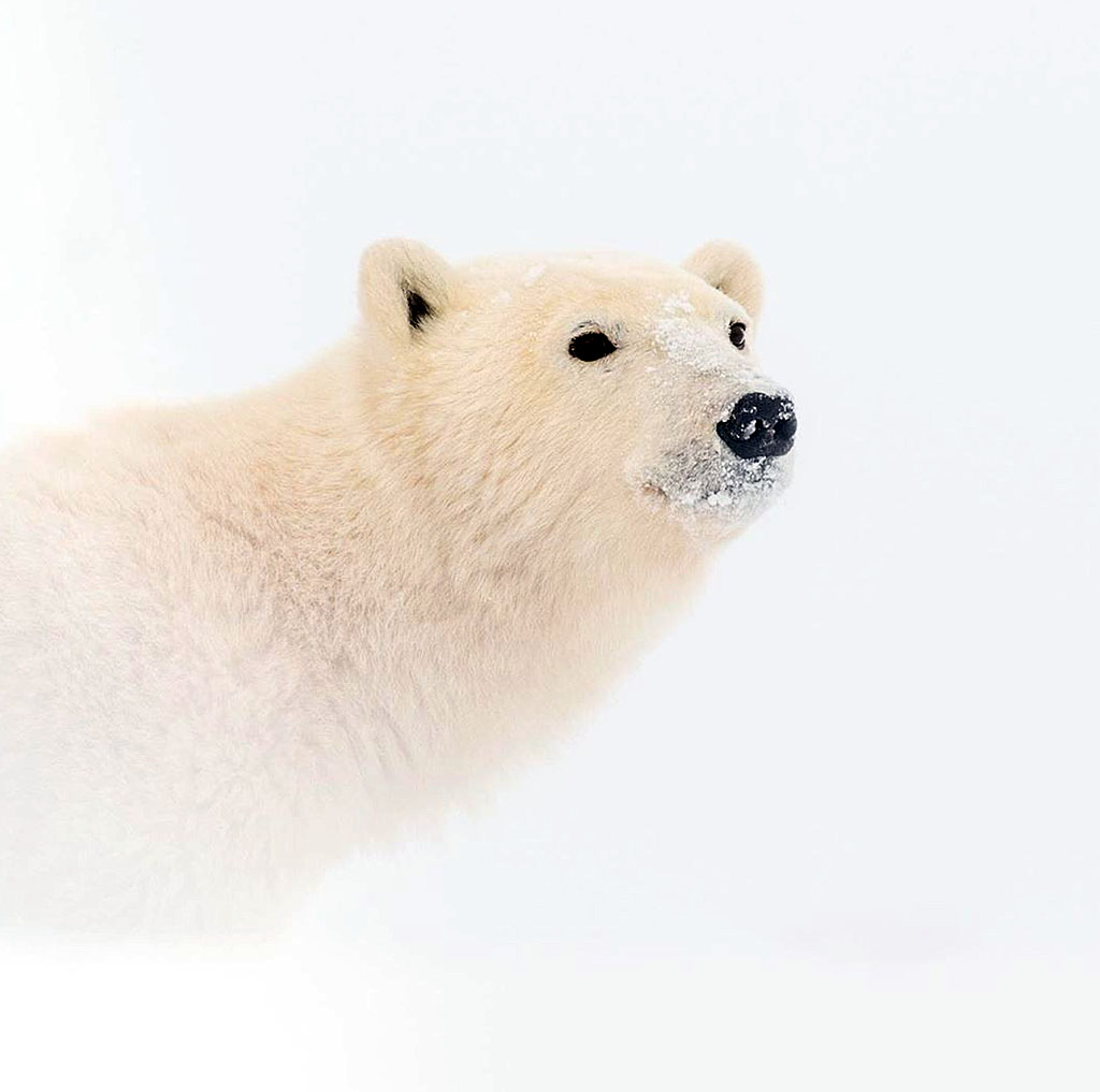 Emergence. Nanuk Polar Bear Lodge. George Turner photo.