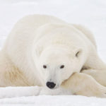 Polar bear relaxing at Seal River Heritage Lodge. Charles Glatzer photo.