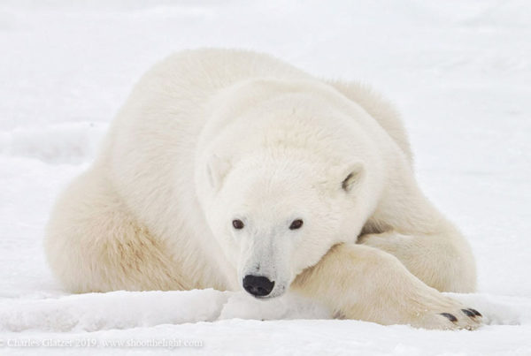 Polar bear relaxing at Seal River Heritage Lodge. Charles Glatzer photo.