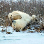 Rolling polar bear. Nanuk Polar Bear Lodge. Mark Hunter photo.