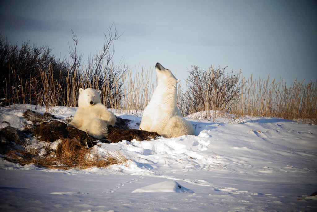 No buzzing around in Churchill for these two. Relaxing in their Seal River sauna. Bob Smith photo.
