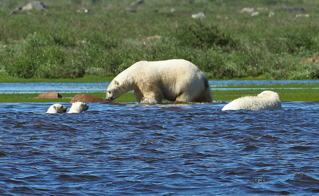 Polar bear hunting beluga whales near Seal River Heritage Lodge as cubs look on.