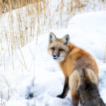 Red fox posing at Seal River Heritage Lodge. Chase Teron photo.