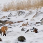 Red fox strolling by Seal River Heritage Lodge. Suzanne Morphet photo.