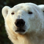 Read my mind... Polar bear closeup at Nanuk Polar Bear Lodge. Jessica McKelson photo.