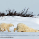 Polar bears slipping and sliding. Seal River Heritage Lodge. Charles Glatzer photo.