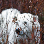 Polar bear cub in stealth mode. Dymond Lake Ecolodge. Great Ice Bear Adventure. Allison Francoeur photo.