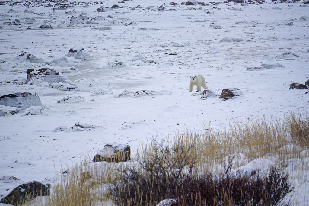 Young female polar bear headed towards Seal River Heritage Lodge. Vanessa Desorcy photo.