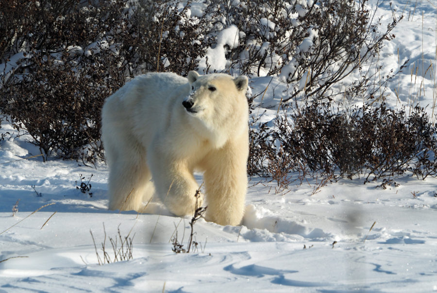 arctic fox Archives - Churchill Wild Polar Bear Tours