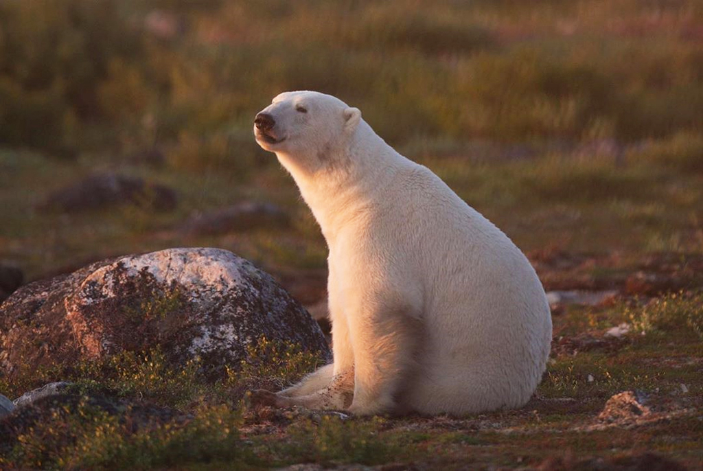 Polar bears have feelings, too - Churchill Wild Polar Bear Tours