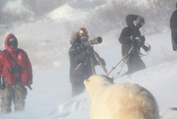 Polar bear in snow with guests. Seal River Heritage Lodge. Redeana Villeneuve photo.