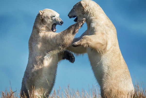 Polar bears sparring. Seal River Heritage Lodge. Jad Davenport photo.
