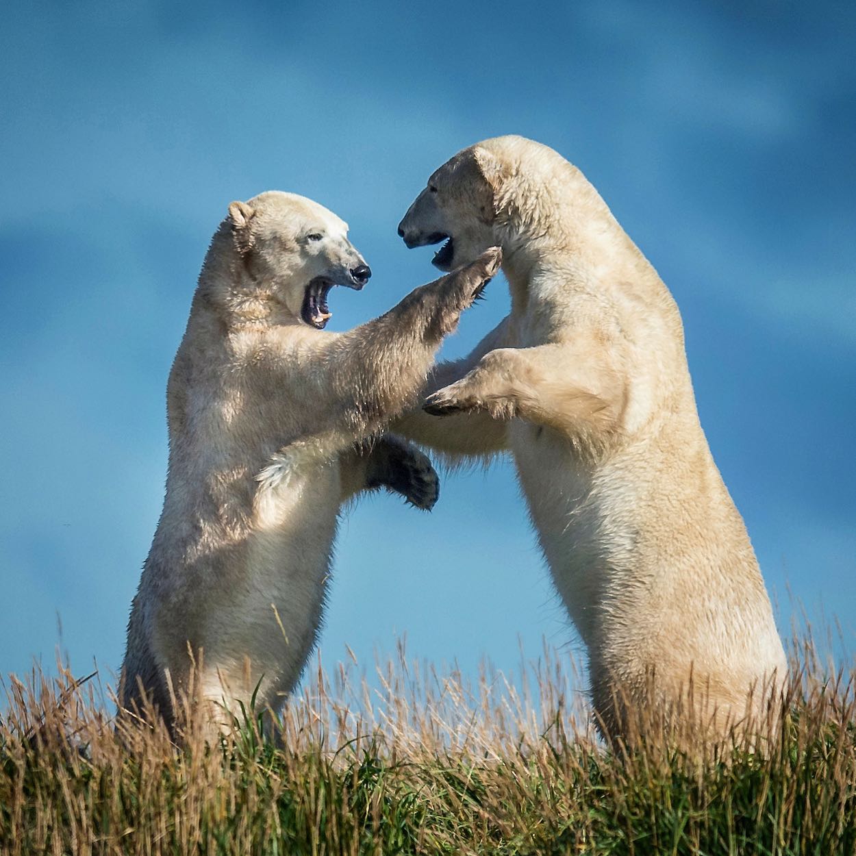 Polar bears sparring at Seal River Heritage Lodge. Jad Davenport photo.