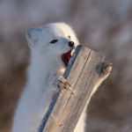 Arctic fox dental care. Seal River Heritage Lodge.
