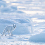 Artcic fox dressed in white. Arctic Wild photo.