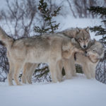 Wolf meeting at Nanuk.
