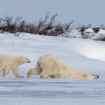 Polar bears cooling off at Seal River Heritage Lodge.