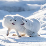 Arctic fox fight at Seal River.
