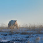 Polar bear says good evening at Seal River Heritage Lodge.