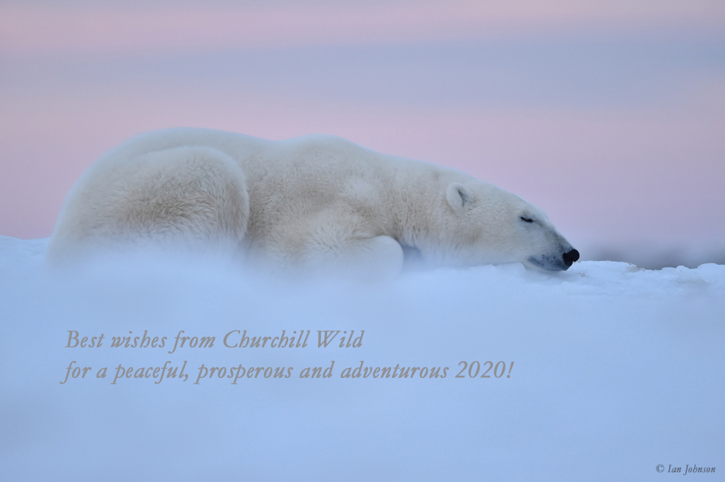 Happy 2020 New Year from Churchill Wild team. Ian Johnson photo.