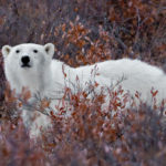 Polar bear in fall colours. Nanuk Polar Bear Lodge.