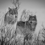 Wolves at Nanuk Polr Bear Lodge.