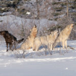 Wolves singing. Nanuk Polar Bear Lodge.