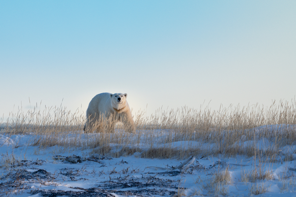 Polar bear encounter. Seal River Heritage Lodge. Arctic Wild photo.