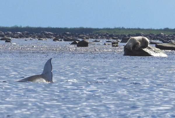Patient polar bear hunting beluga whales. Seal River Heritage Lodge. Quent Plett photo.