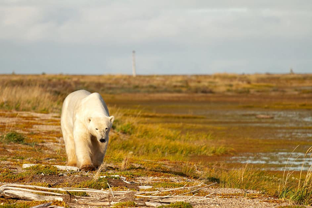 Polar bear walks along a beach ridge at Nanuk Polar Bear Lodge. Jenn Smith Nelson photo.