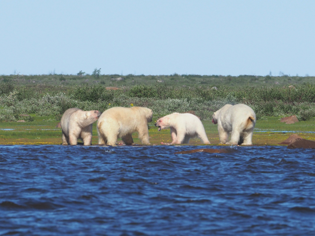 Polar bears arguing over beluga whale lunch at Seal River. Quent Plett photo.