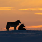 Wolf couple. Nanuk Polar Bear Lodge.