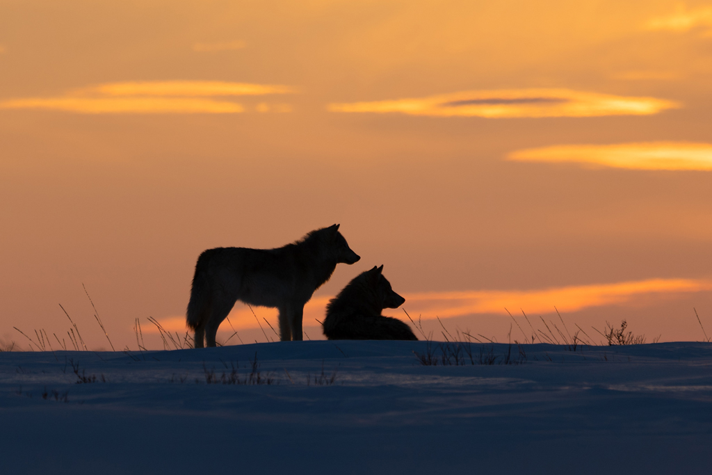 Wolf couple at Nanuk Polar Bear Lodge. Photo courtesy of ArcticWild.net.