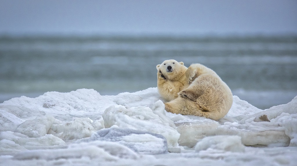 Polar bear making a phone call at Seal River Heritage Lodge. Scott Dere photo.