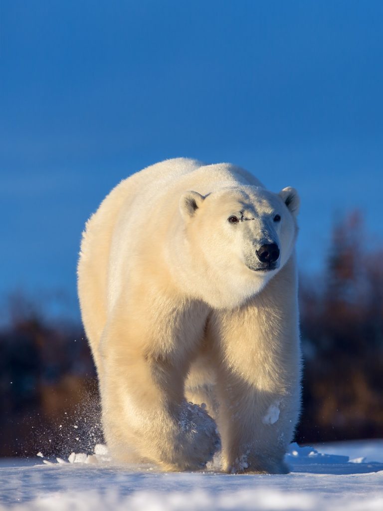Scarbrow the polar bear. Dymond Lake Ecolodge. Jianguo Xie photo. Churchill Wild Polar Bear Tours and Wildlife Walking Safaris.