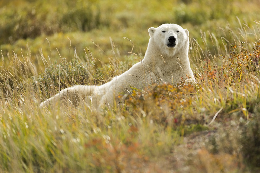 Polar bear lounging on the banks of a stream. Nanuk Polar Bear Lodge. Robert Postma photo.